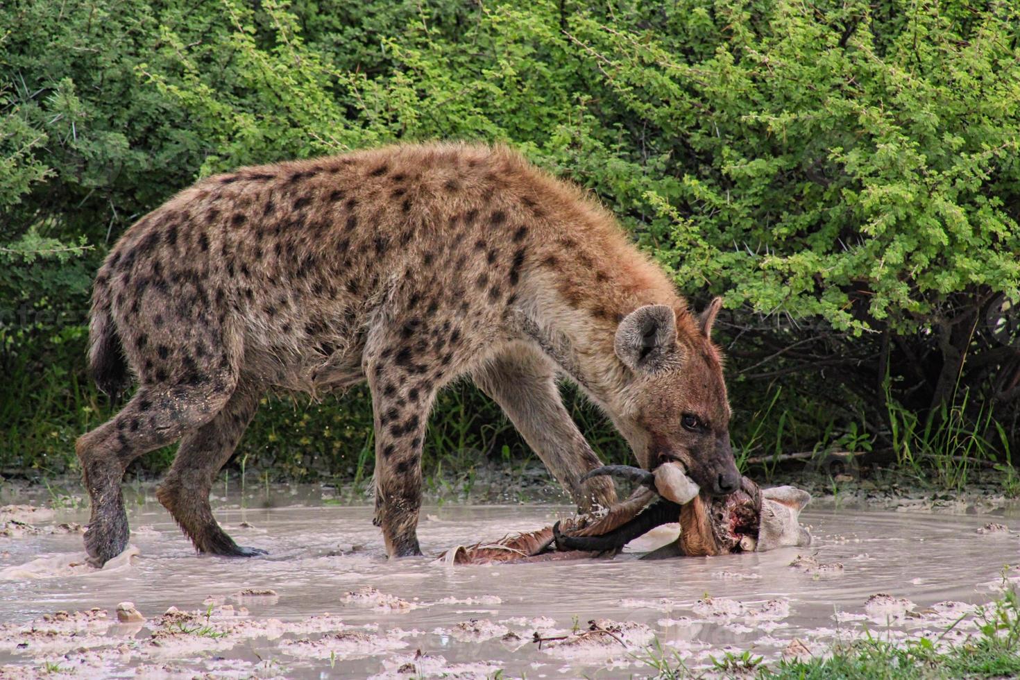 skrattande hyena i etosha nationalpark foto