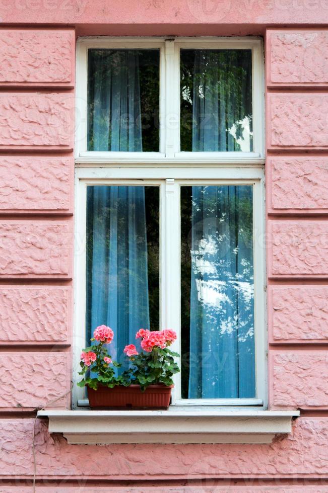 fönster och blommor foto