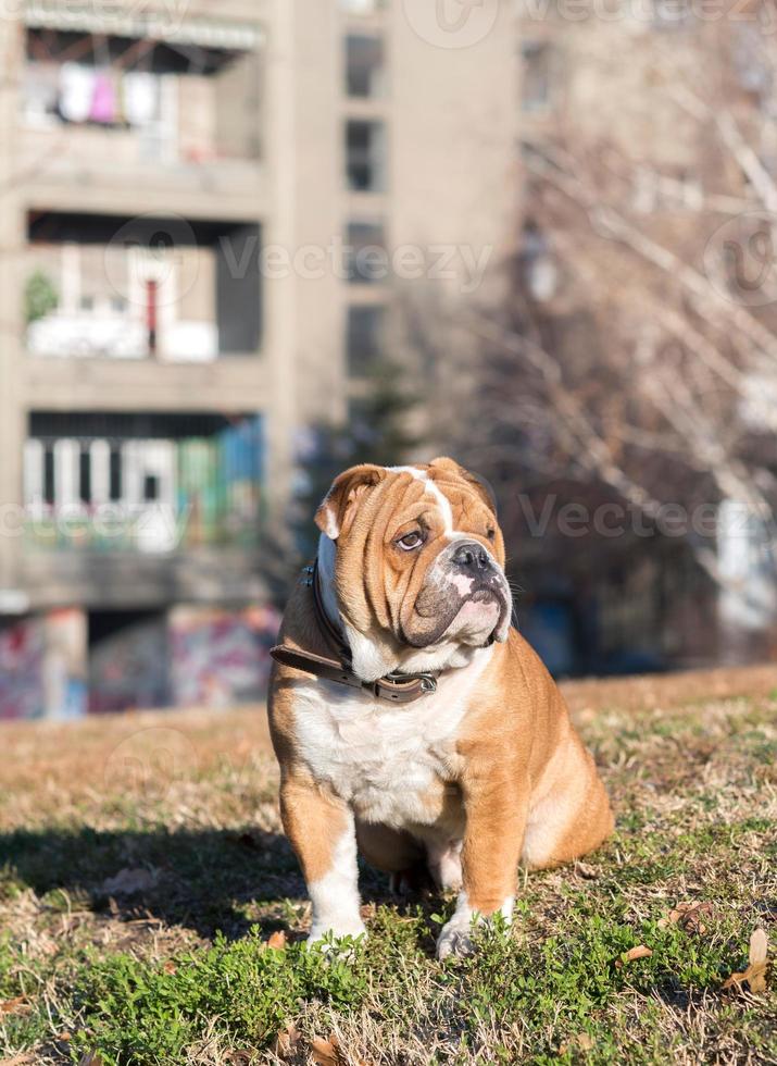 söt bulldogg i de parkera foto