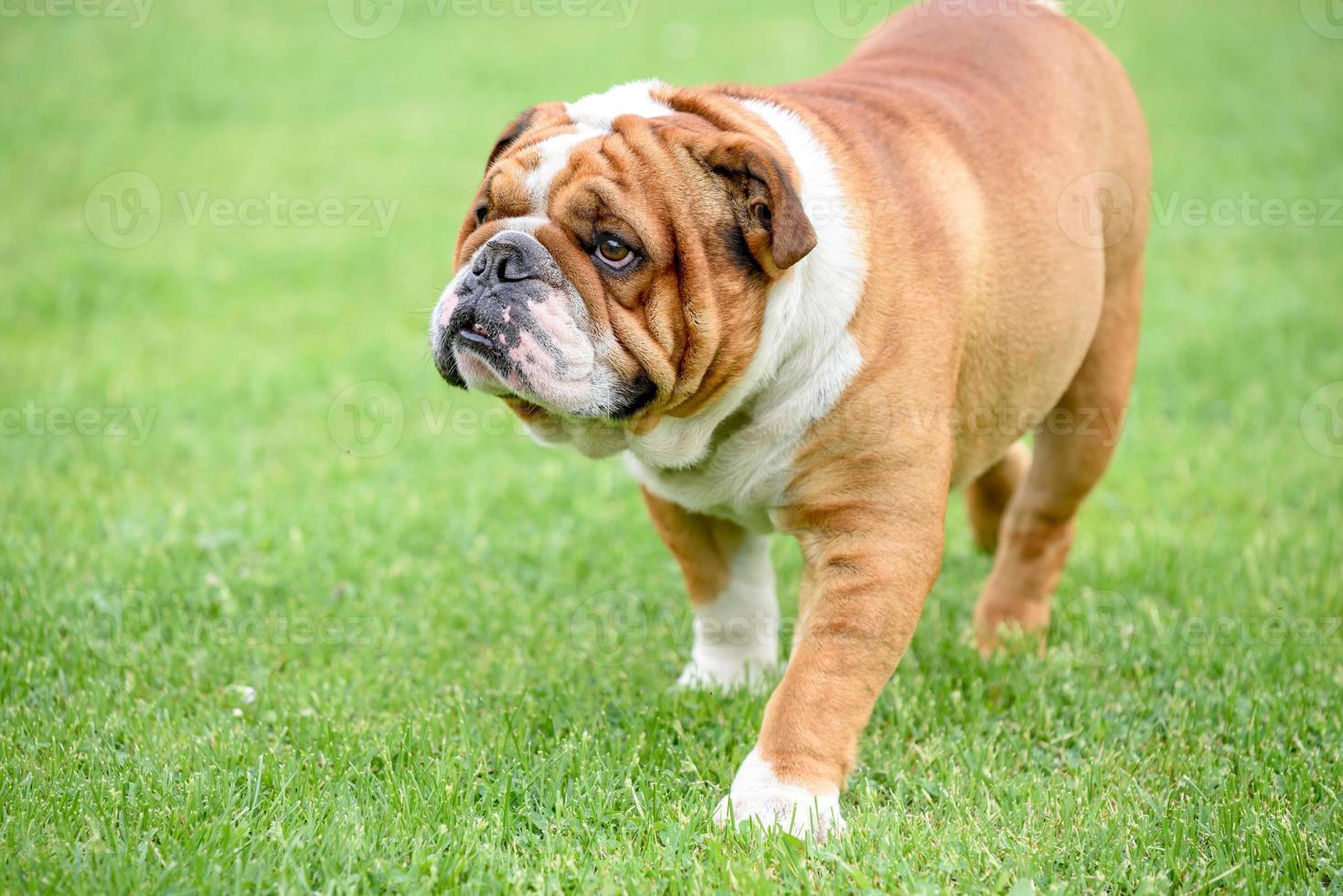 skön engelsk bulldogg utomhus- foto