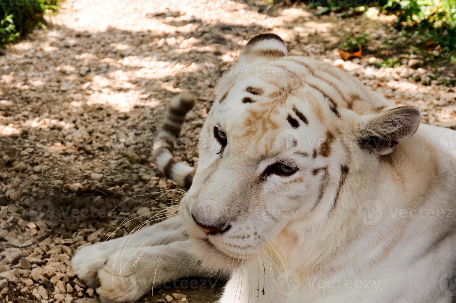 vit tiger manlig foto