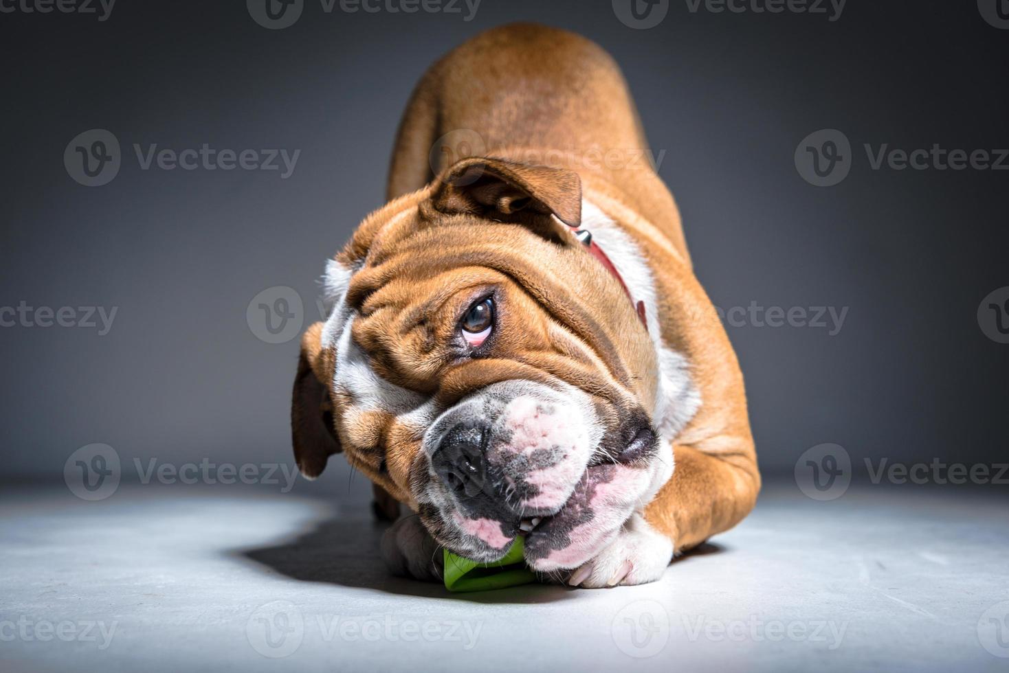 lekfull engelsk bulldogg valp i de studio foto