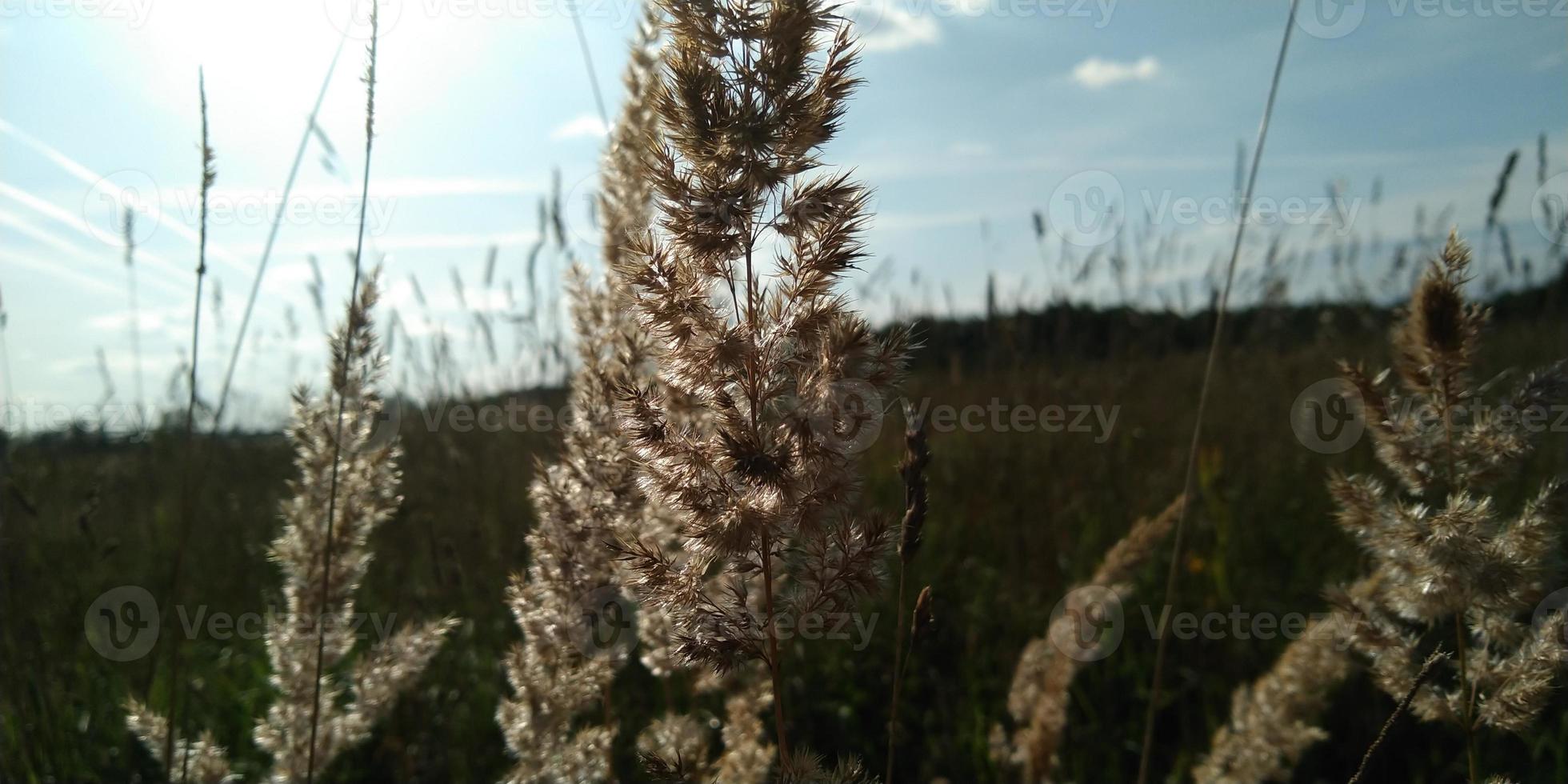 torr öron i de fält. torr gräs närbild. höst bild. solnedgång himmel. natur bakgrund. foto