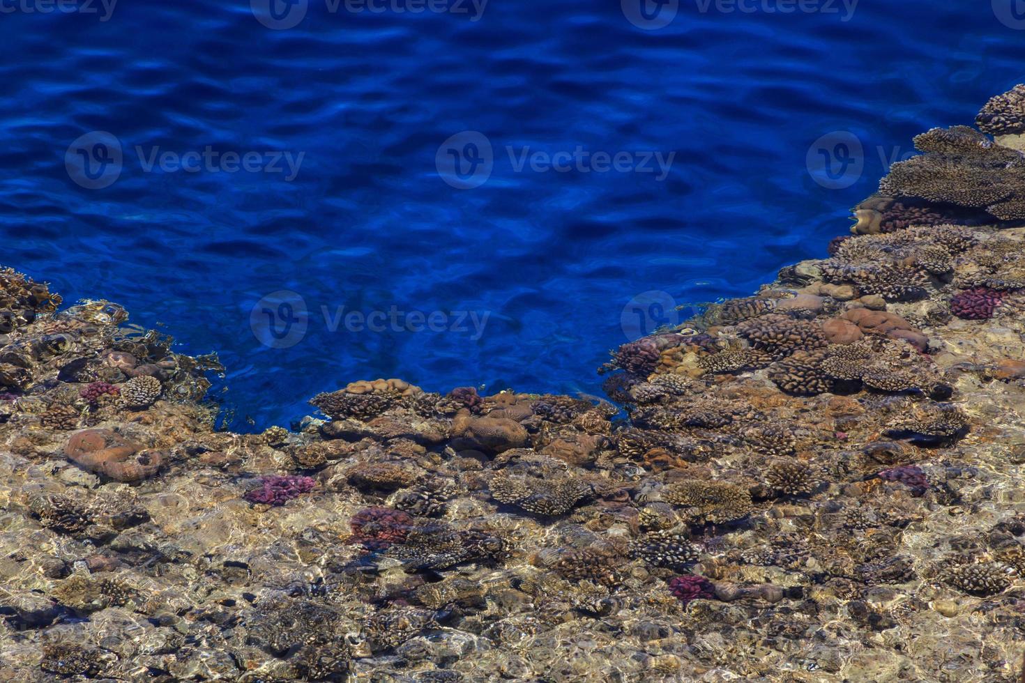 korall rev på kust av röd hav, egypten foto