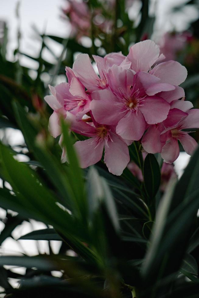 skön rosa blomma i en trädgård foto