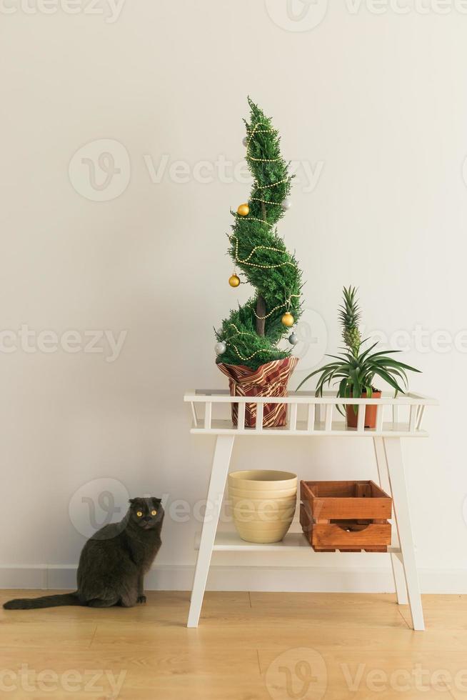 inomhus- cypress eller thuja i pott är dekorera bollar tycka om jul träd och katt sitter nära Det. alternativ träd för jul . foto