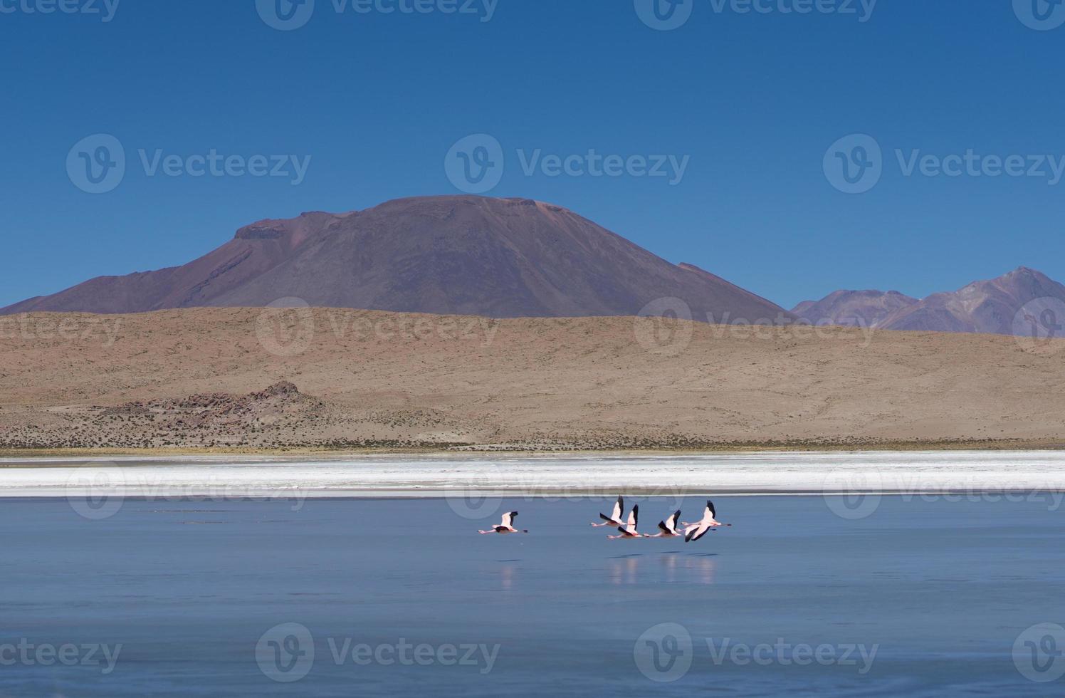 flamingor i bolivia laguna foto