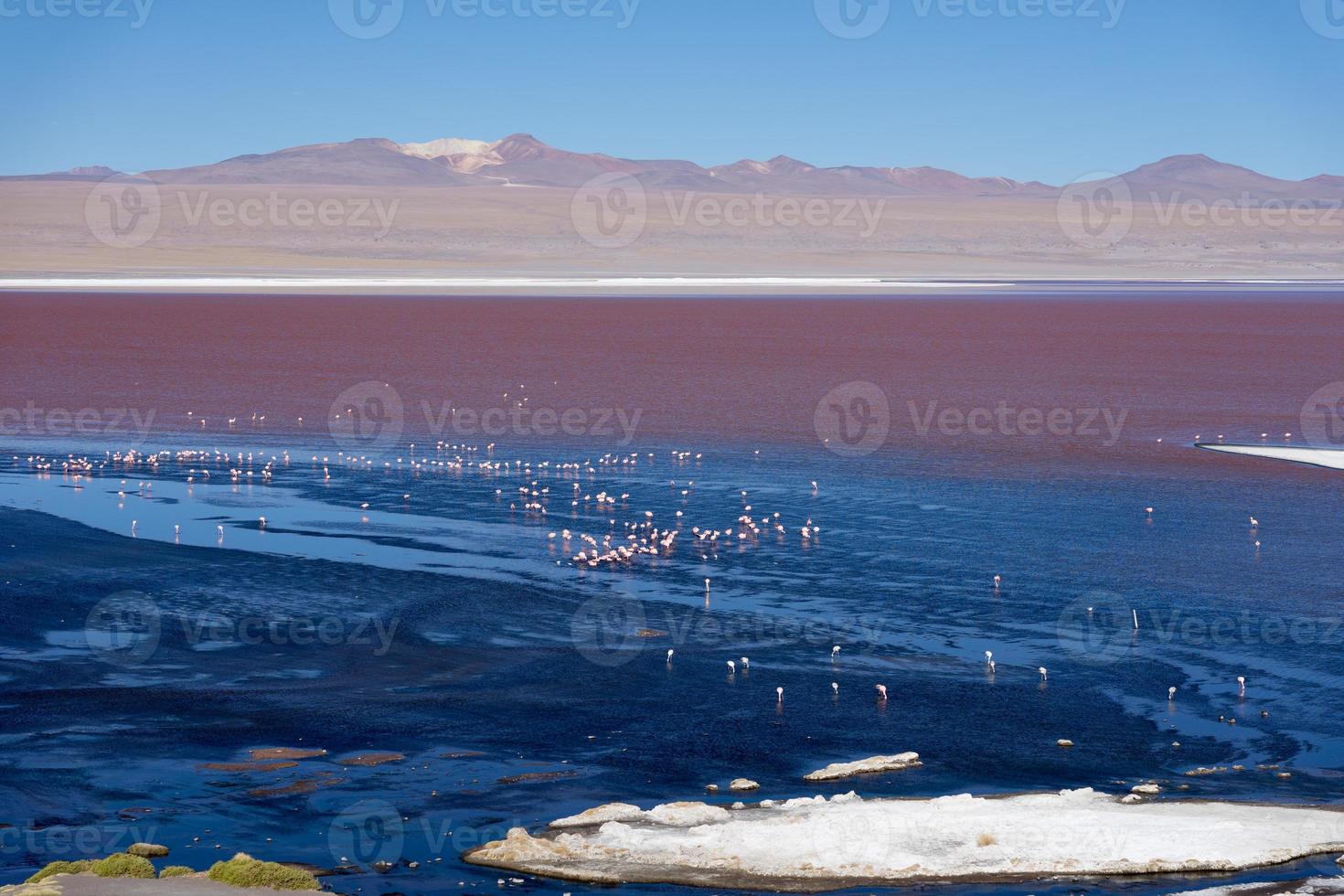 färgglad laguna colorada på platån altiplano i bolivia foto