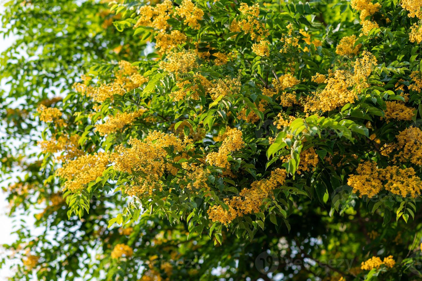 padauk blomma blommar på trädet foto