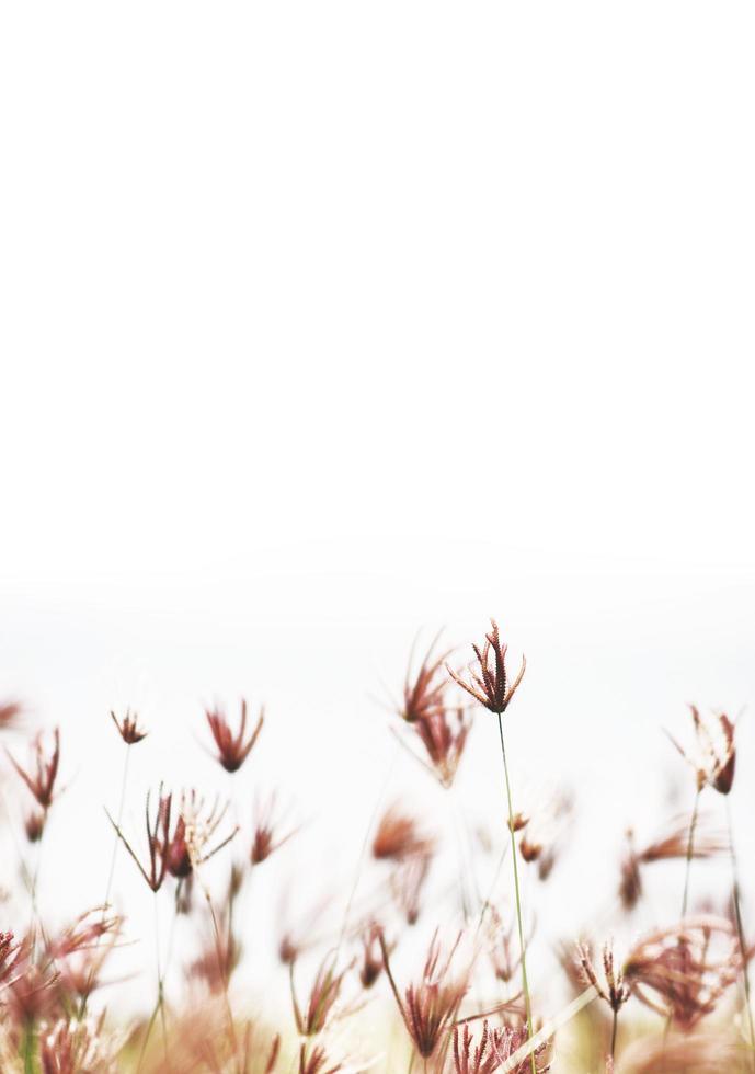 skön blomning gräs vild blommor fält i sommartid isolerat på vit bakgrund foto