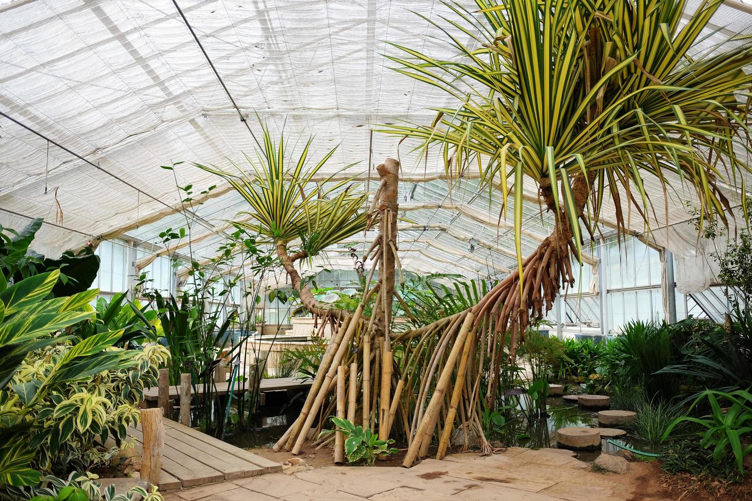 natur växter och flora i växthus och vinterträdgård på drottning sirikit botaniska trädgård och arboretum, klättrare spår för studie handla om olika växt arter. foto