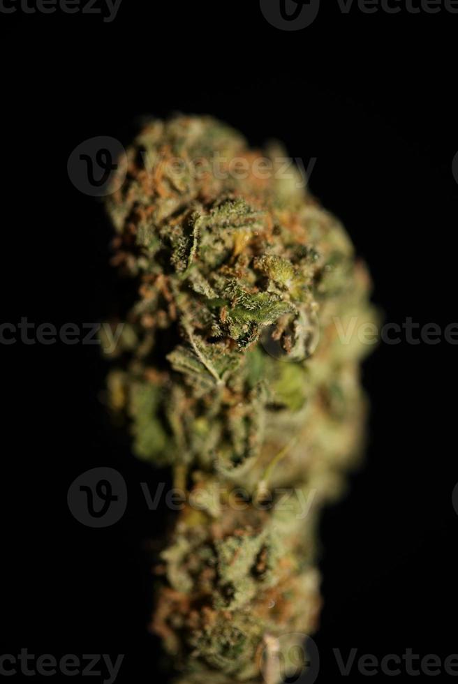 medicinsk marijuana blomma stänga upp cannabis knopp ogräs ren farmaceutisk dopa anstränga super citron- dis botanisk bakgrund stor storlek hög kvalitet rökning grafik foto