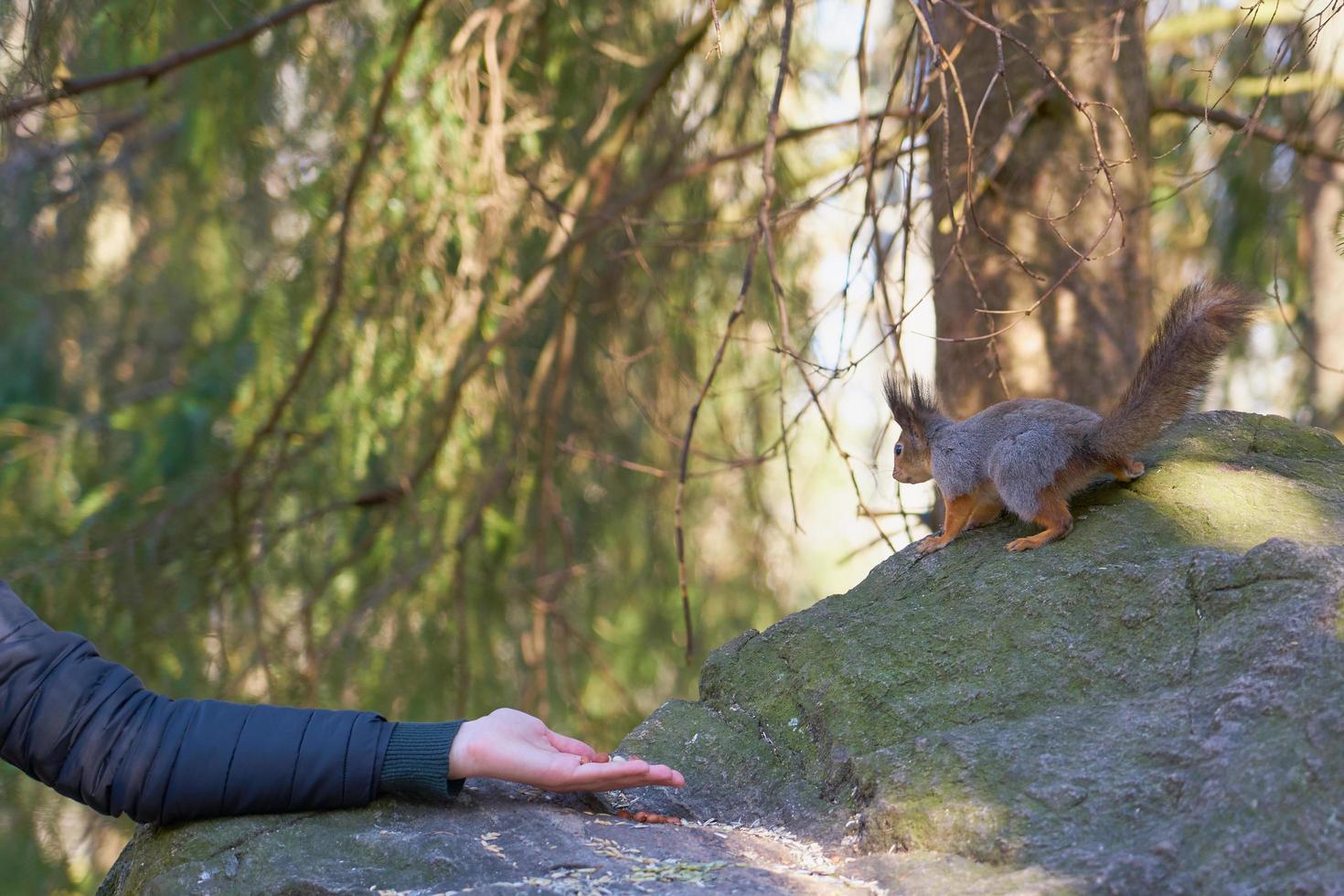 person som försöker mata en ekorre foto