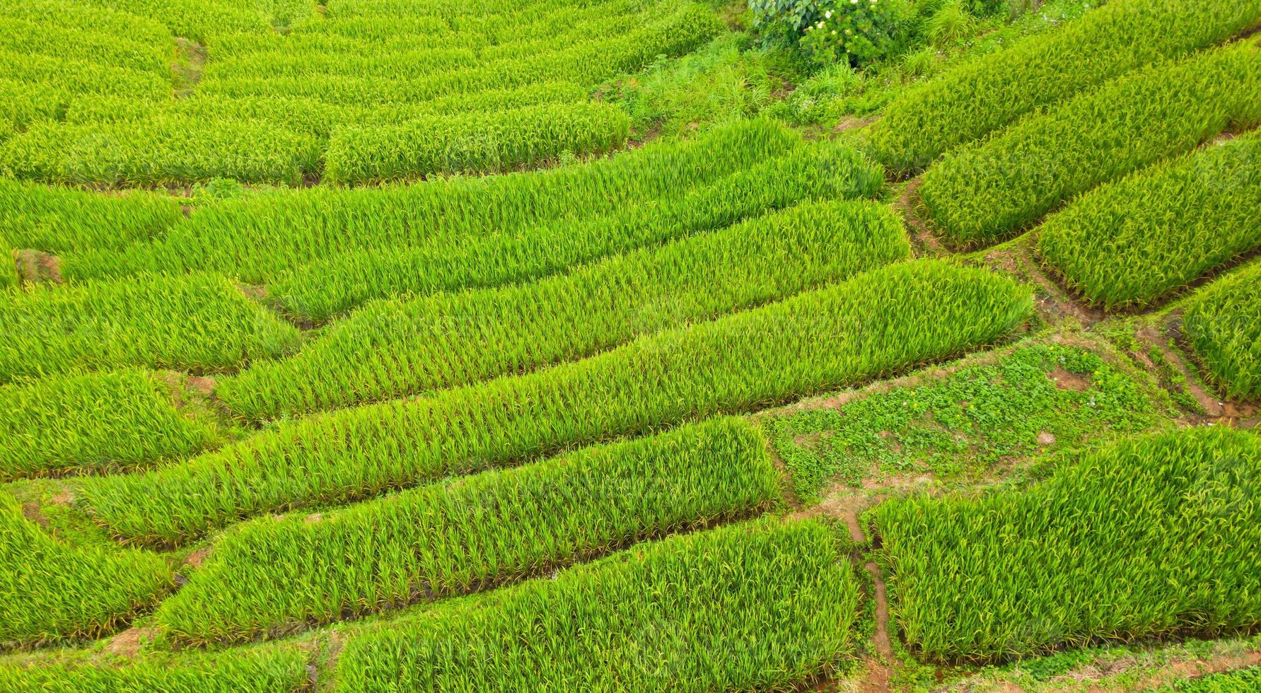 Flygfoto över de gröna terrasserade risfälten foto