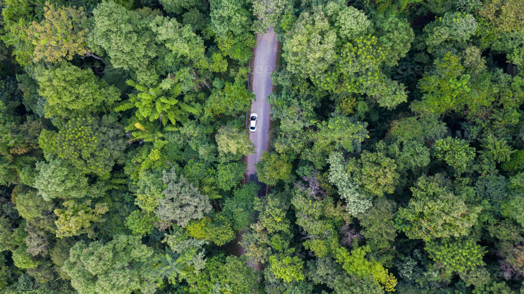 Flygfoto ovanifrån bil som kör genom skogen på landsväg, vy från drönare foto