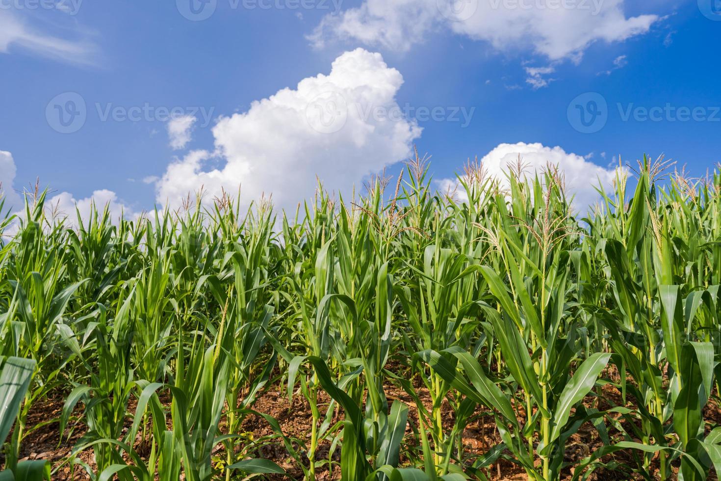 majsfält under den blå himlen foto