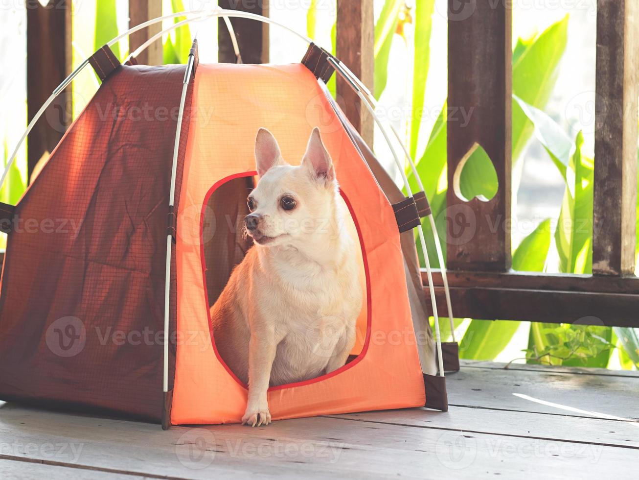 brun kort hår chihuahua hund Sammanträde inuti orange camping tält på trä- golv, trä- staket med hjärta form bakgrund, ser ut av de tält. sällskapsdjur resa begrepp. foto