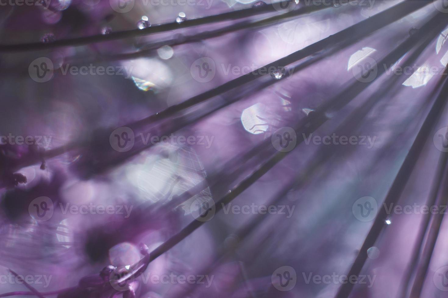en släppa av vatten på en lila blomma. vild lök närbild. vild purjolök bakgrund. abstrakt blomma bakgrund foto