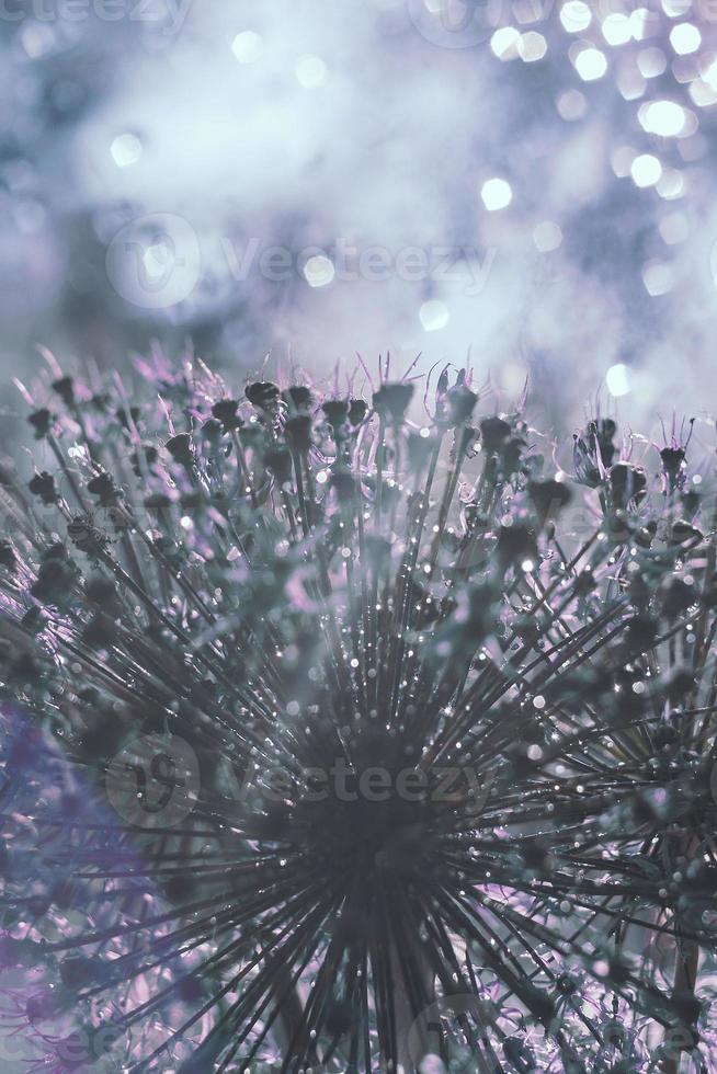 en släppa av vatten på en blomma. vild lök närbild. vild purjolök bakgrund. abstrakt blomma bakgrund foto