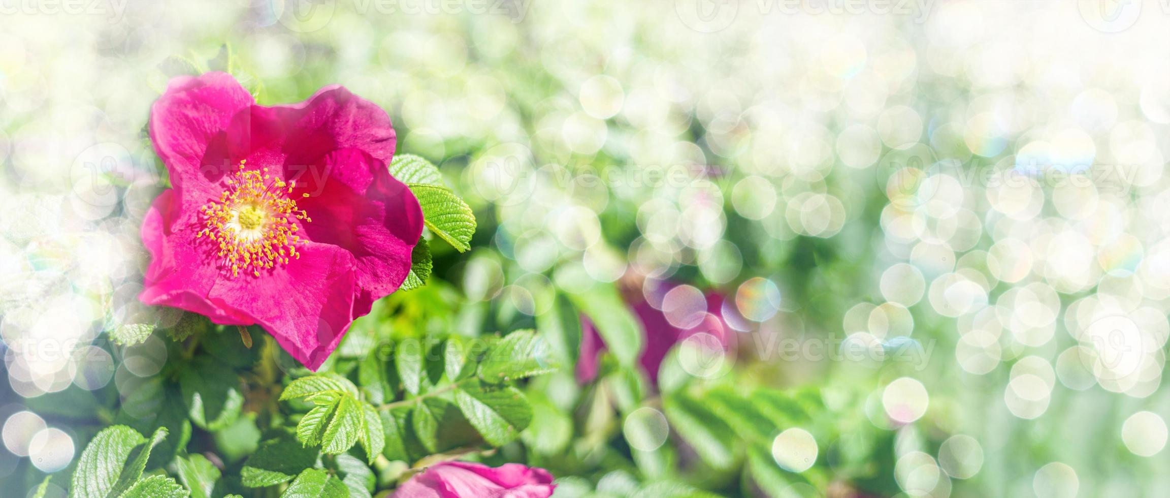 hund reste sig rosa canina rosa blommor i blomma på grenar, skön vild blommande buske, grön löv. horisontell ram. selektiv fokus. plats för text. foto