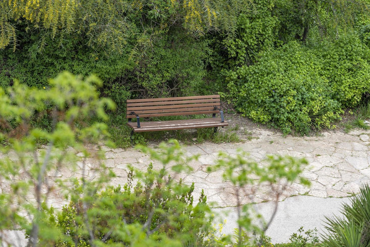 tom träbänk bland de gröna träden foto