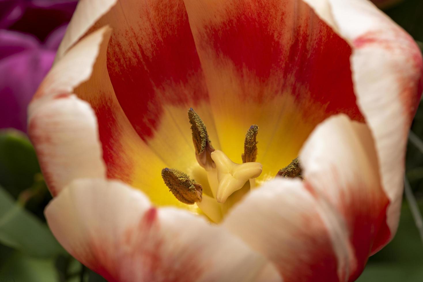 makrofoto av ståndare och pistill av en tulpanblomma foto