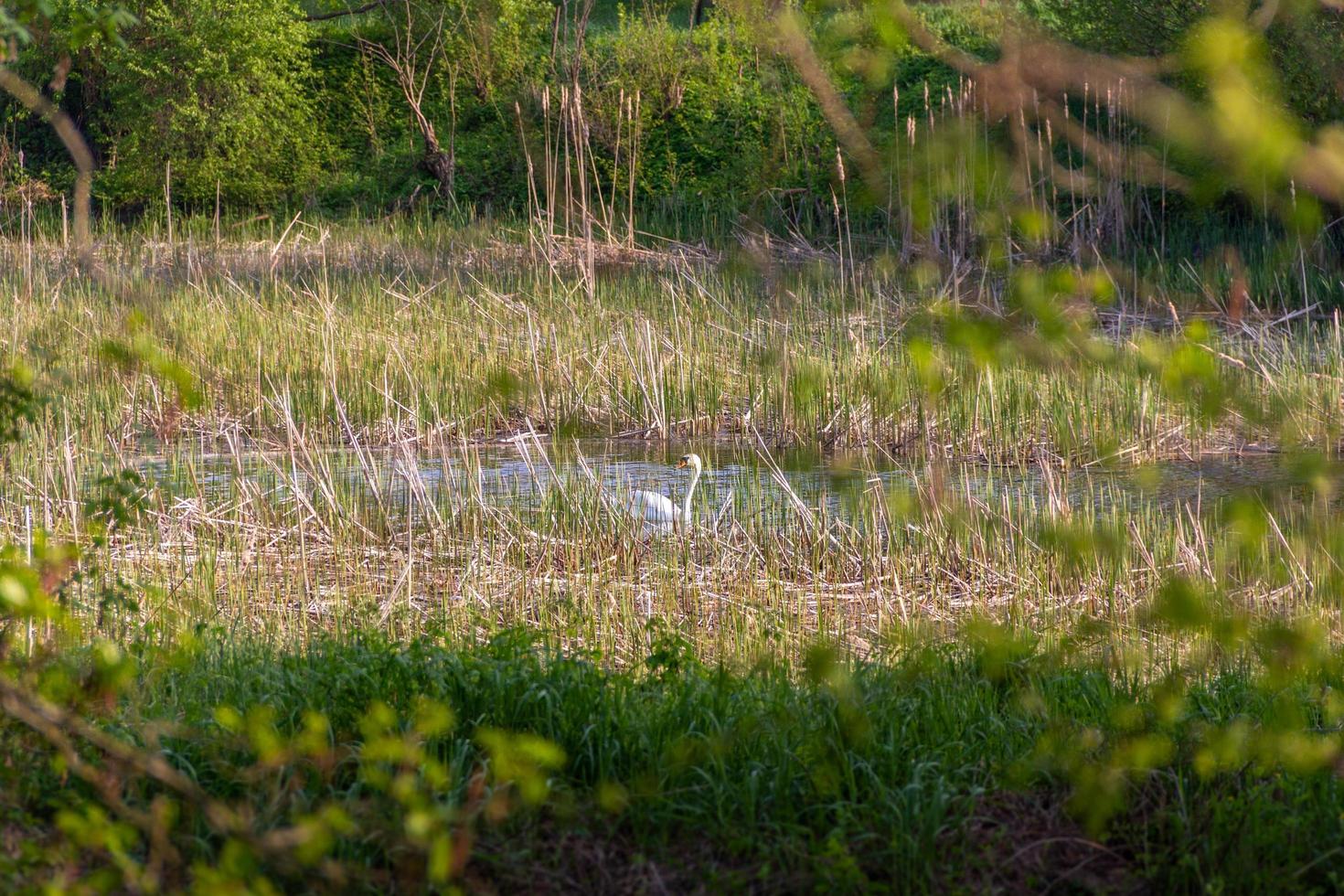 en ensam svan simmar i en små damm, flod eller sjö nära de kust täckt med vass, gräs och Övrig flora foto