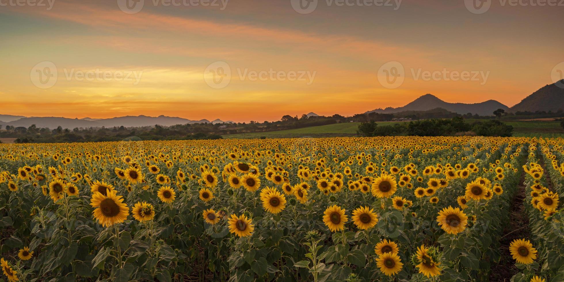 blommande solrosväxter på landsbygden vid solnedgången foto