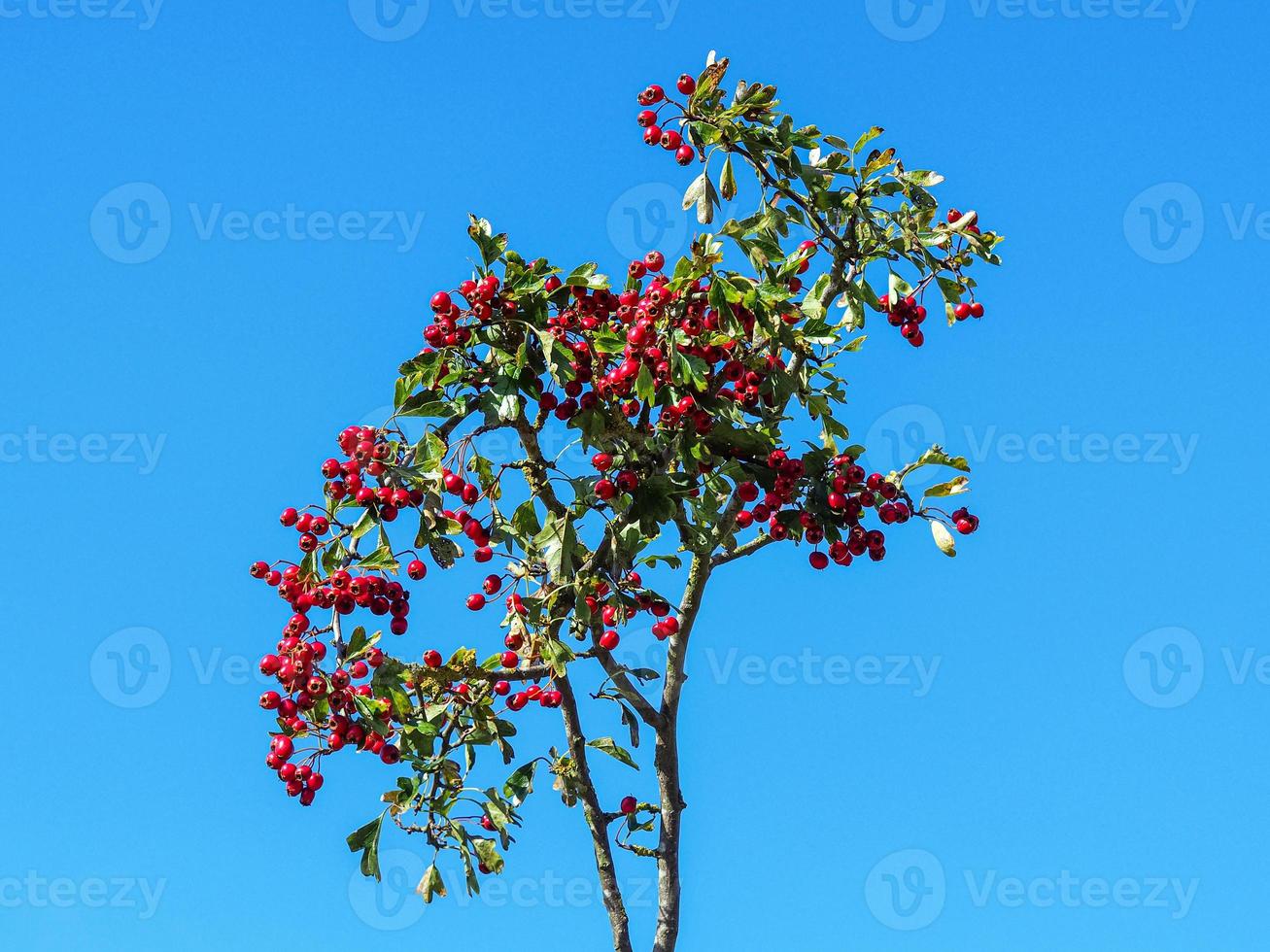 röda hagtornbär och en klarblå himmel foto