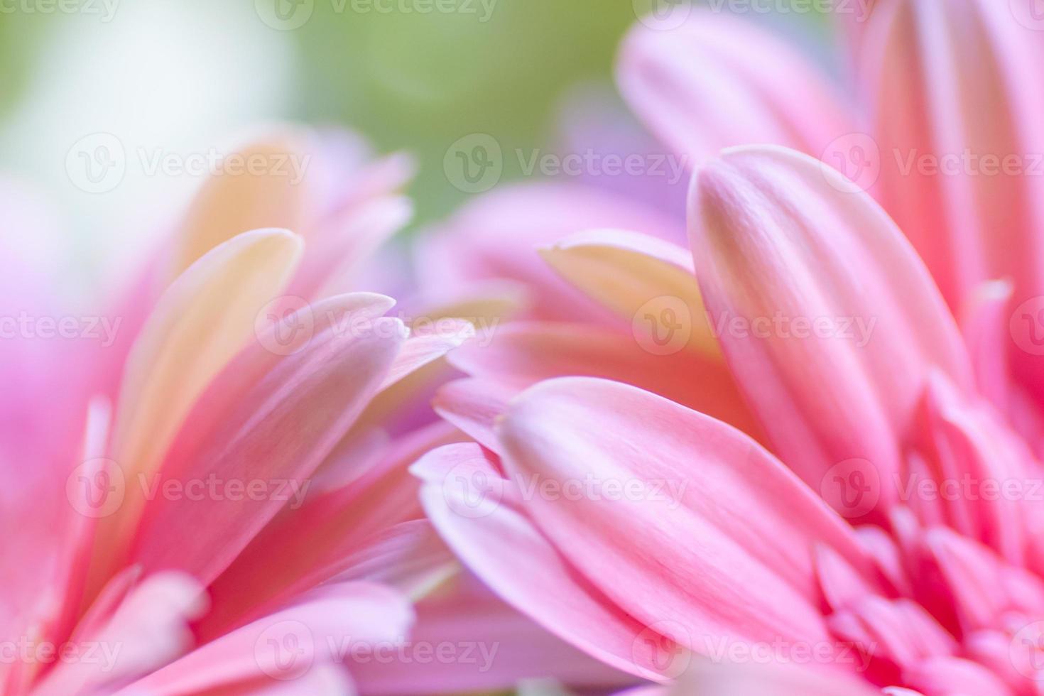 mjuk rosa och gul kronblad perfekt för en kort på en romantisk dag. foto