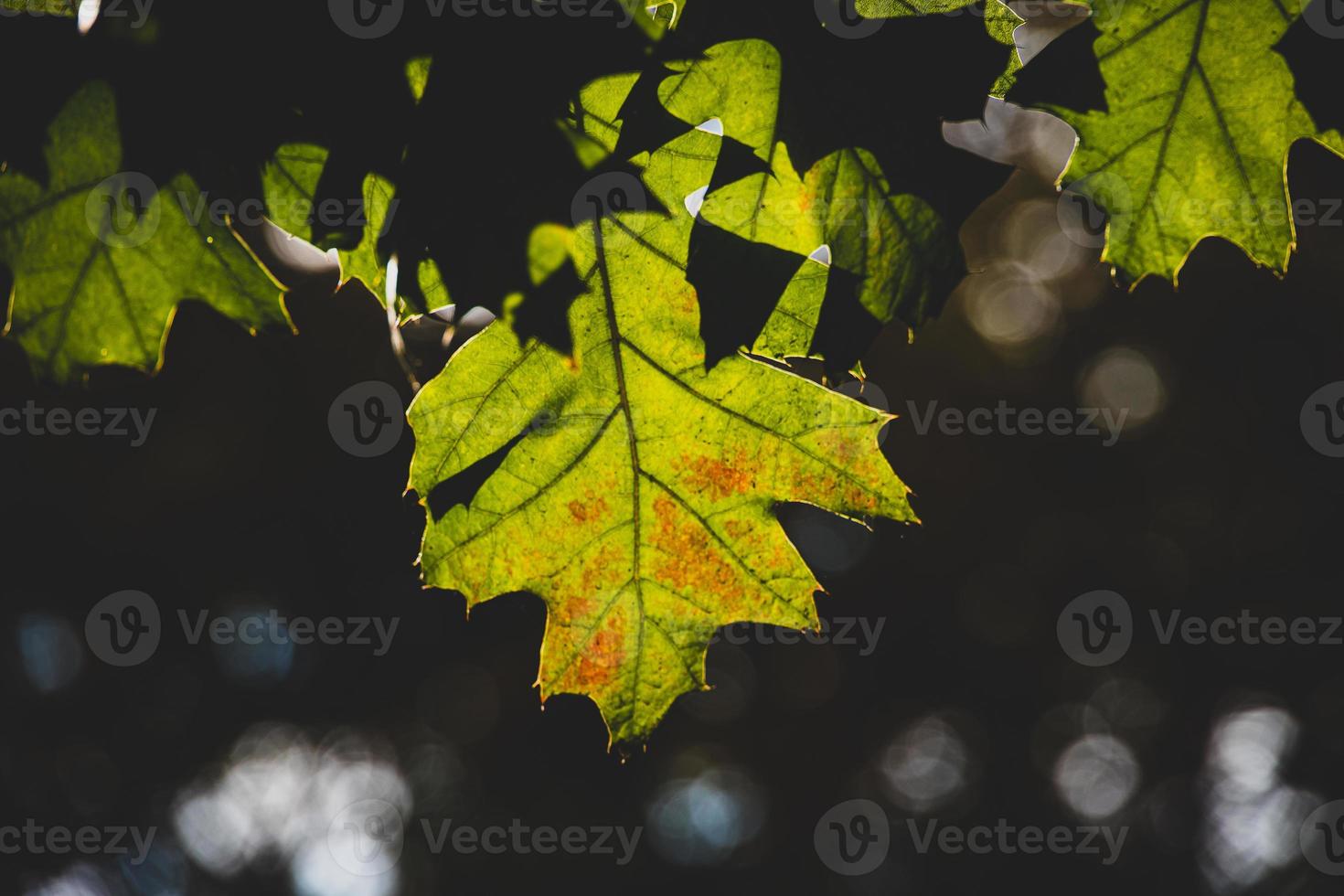 gyllene höst lönn löv på de träd i värma ljus foto