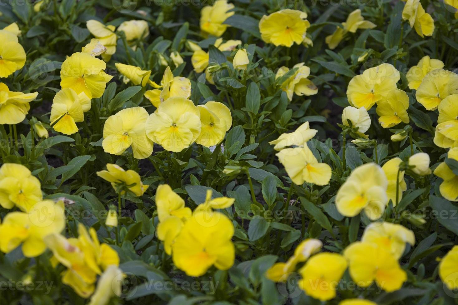 skön små gul pansies blommor bland de grön löv i de trädgård foto