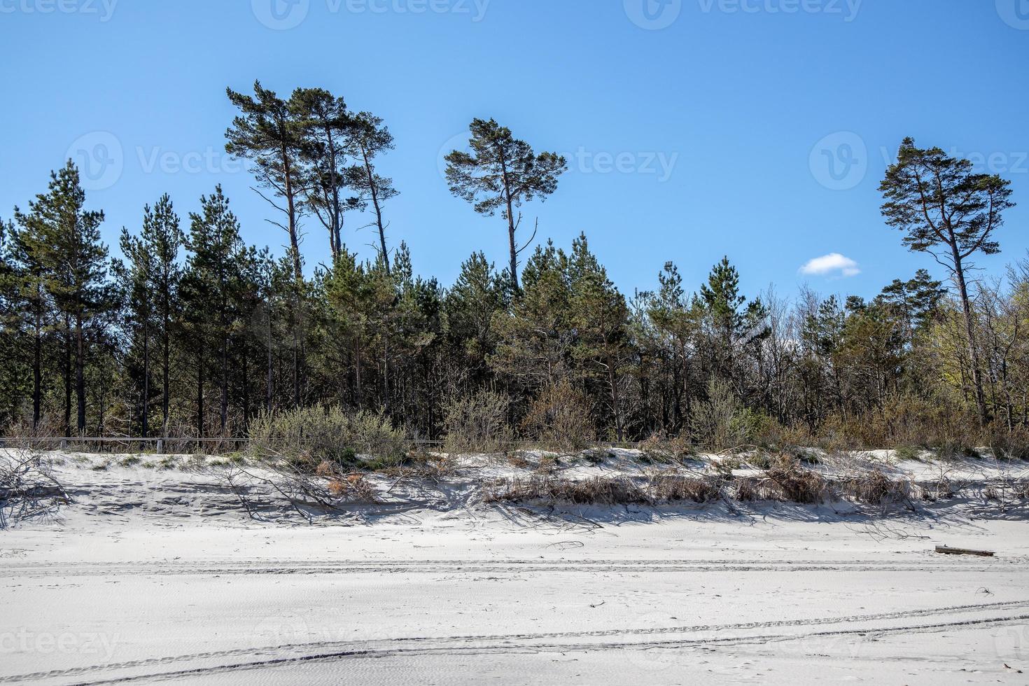 vit sand sanddyner med stor tall träd växande på dem på de baltic hav foto