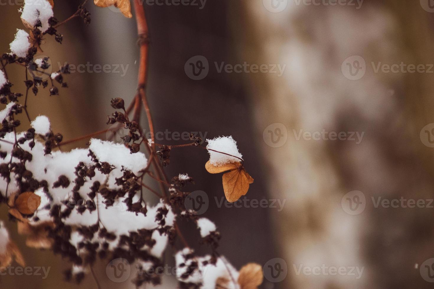en vissnade delikat blomma i de trädgård på en kall frostig dag under faller vit snö foto