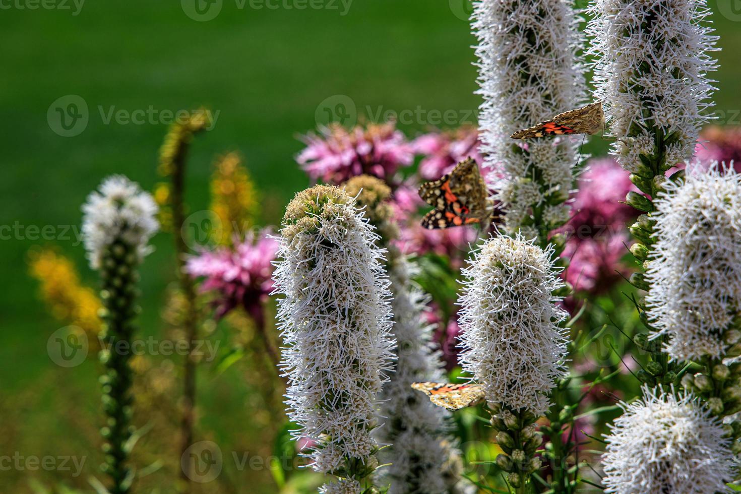 fri fjärilar bland de blommor i de stad trädgård på en värma solig sommar dag, foto