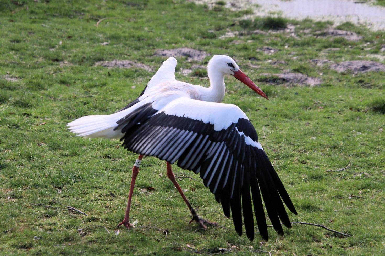 en se av en vit stork på Martin ren natur boka foto