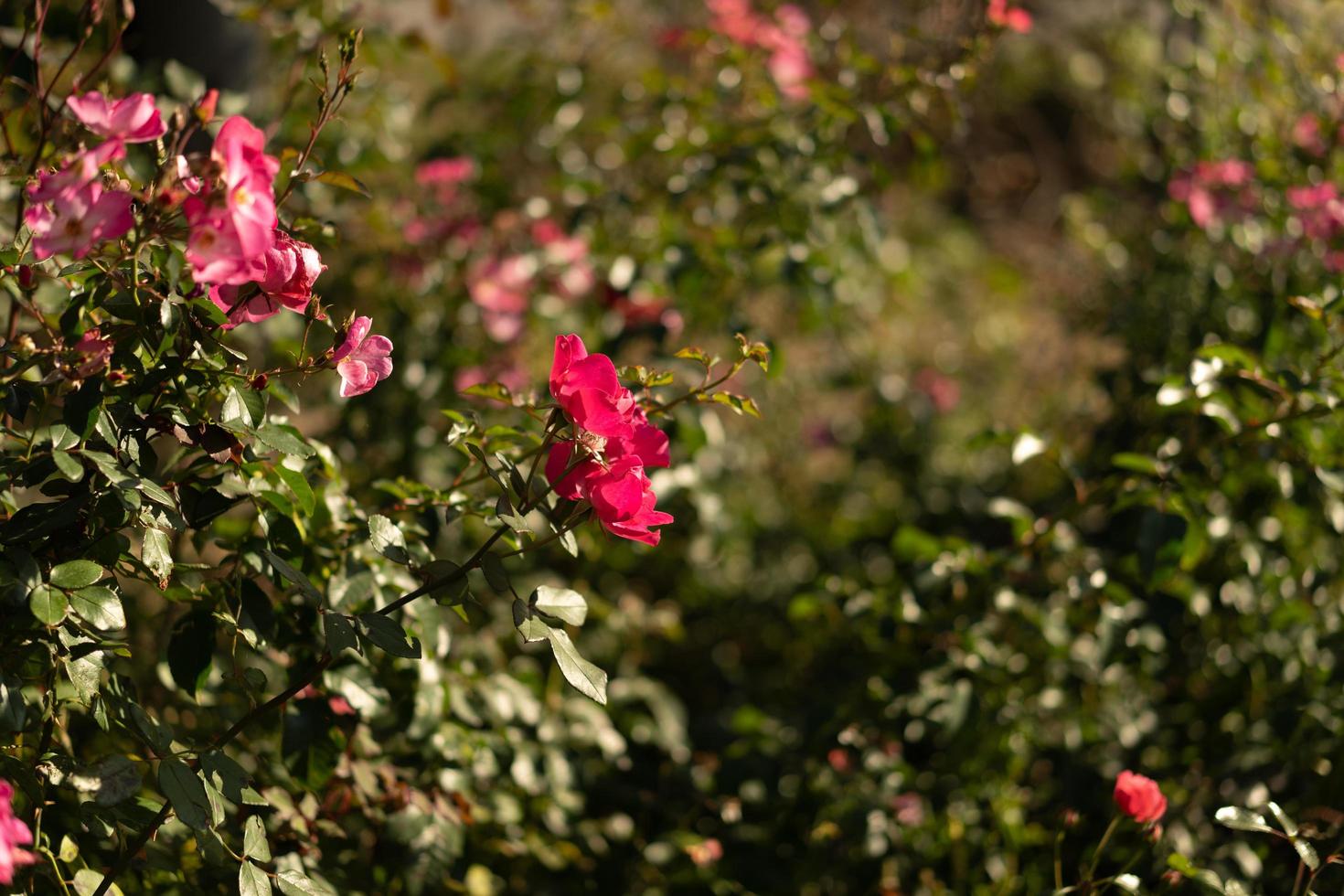 vacker rosa ros på en suddig bakgrund. foto