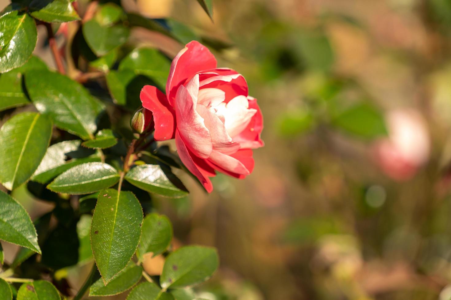 vacker rosa ros på en suddig bakgrund. foto