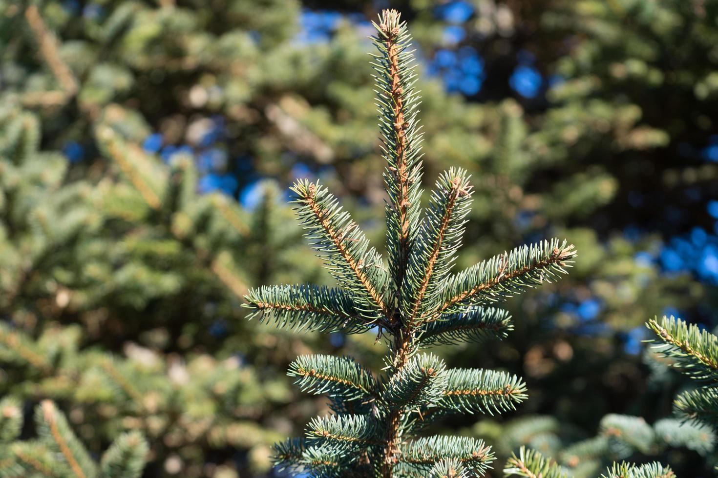 naturlig bakgrund med grenar av gran mot den blå himlen foto