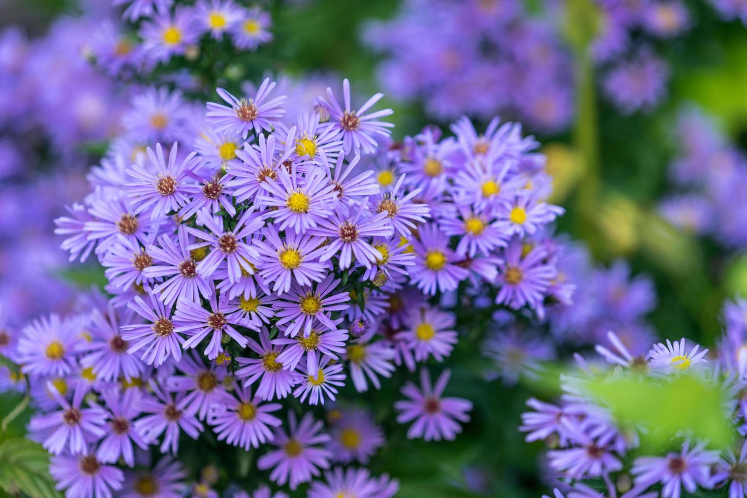 blommor symphyotrichum novi-belgii lila färg foto