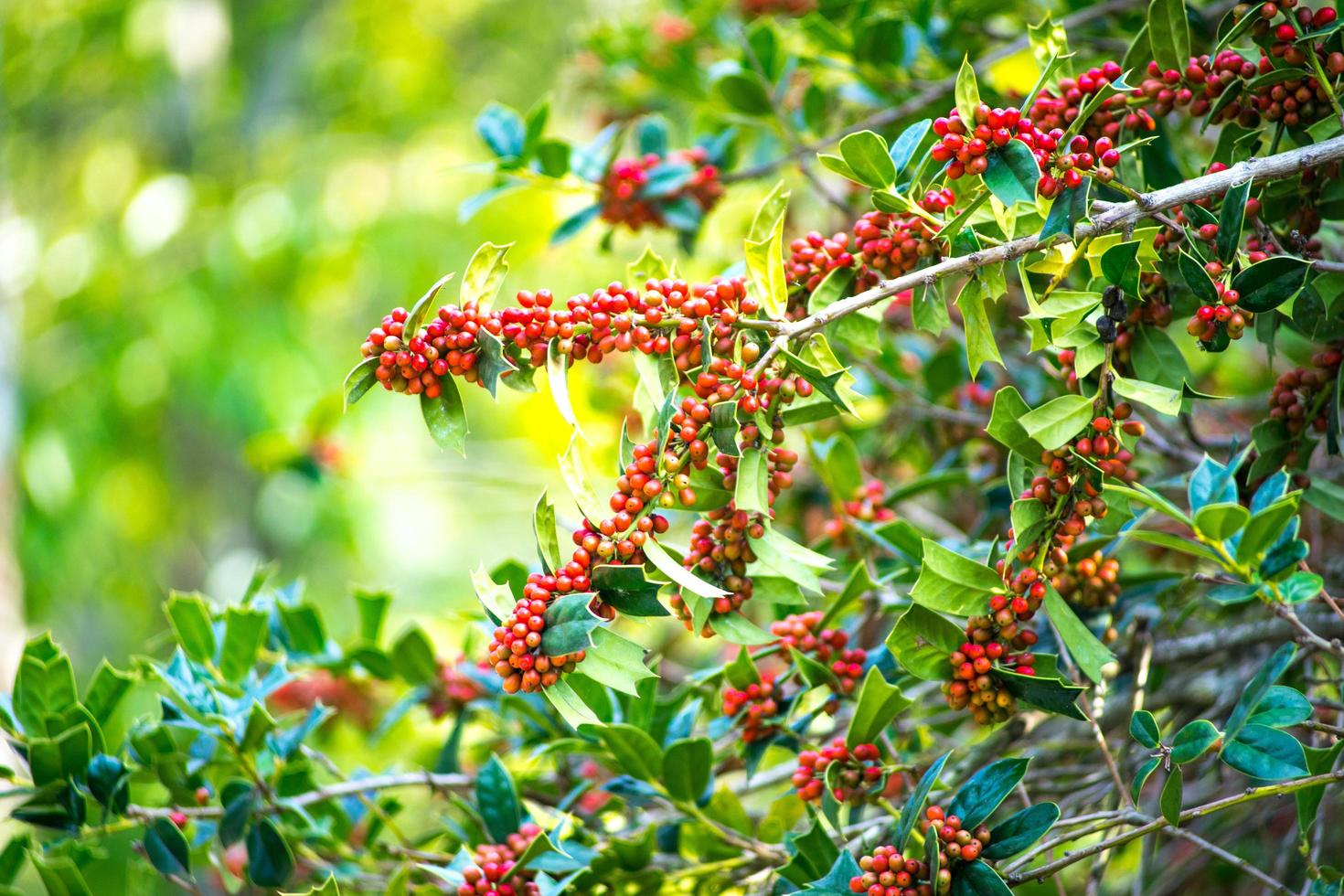 ilex aquifolium busken med ljusröda bär på suddig grön bakgrund foto