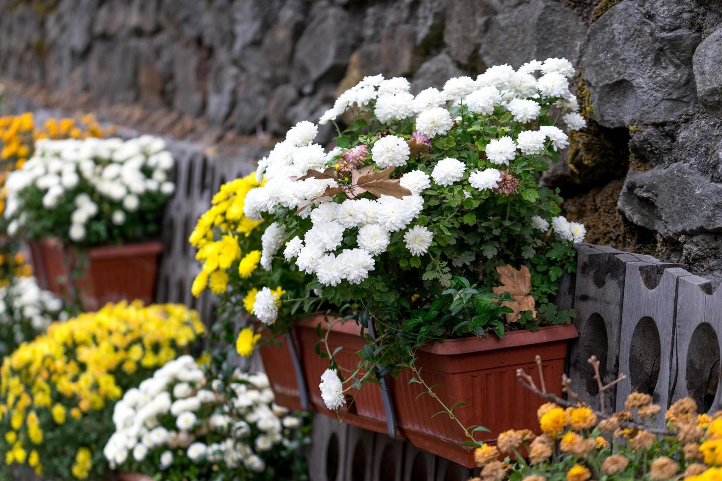 stor dekorativ blomsterbädd av krysantemum i krukor. foto