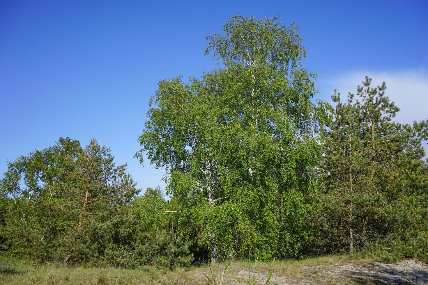 naturlandskap med vackra träd mot himlen foto