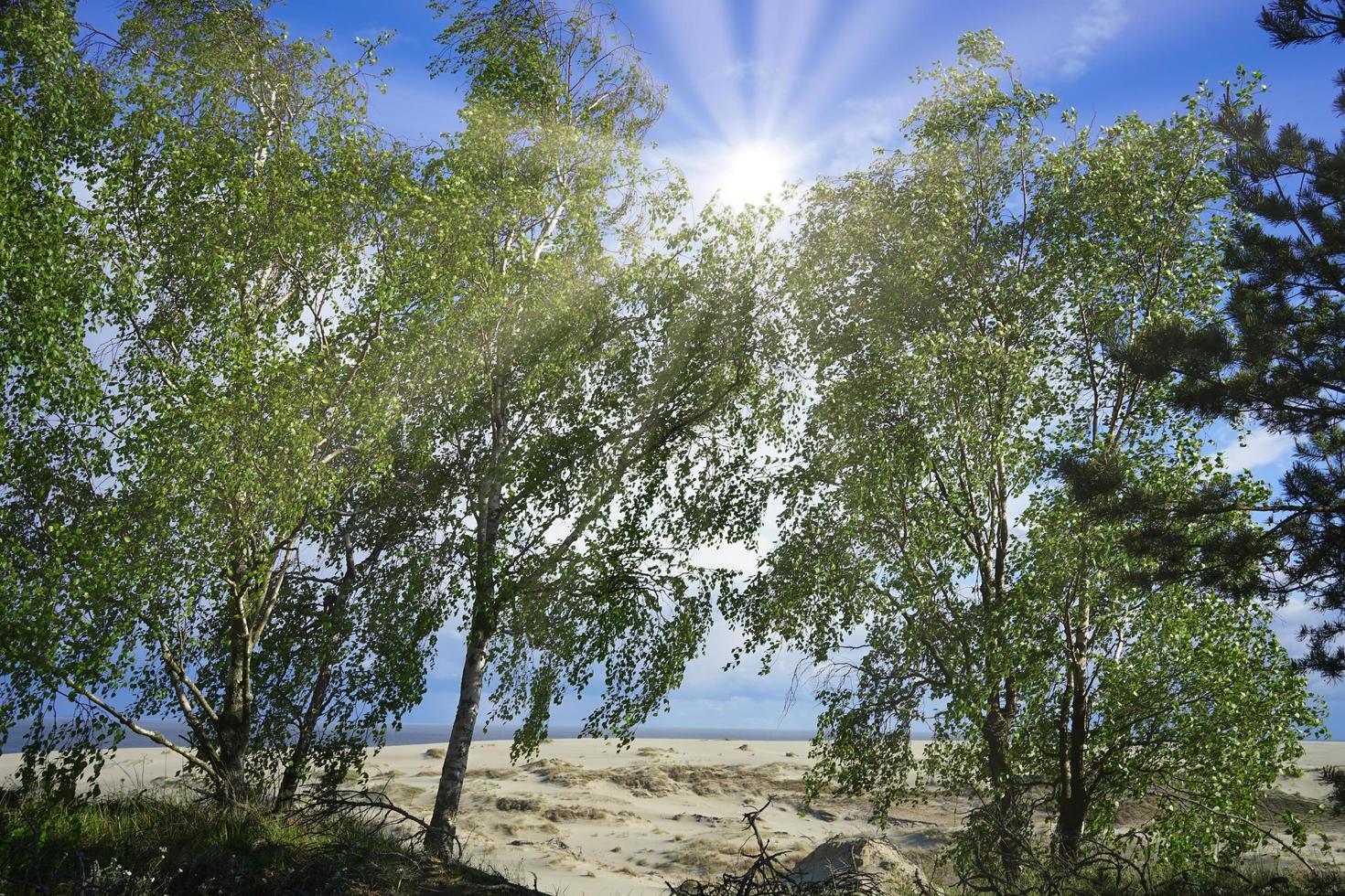 björk som står mitt i sanddynerna i det kuriska spottryssland foto