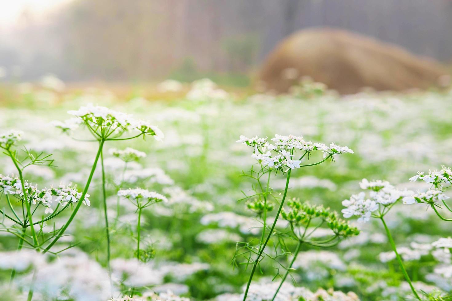 vitblommaträdgård med vitblommabakgrund foto