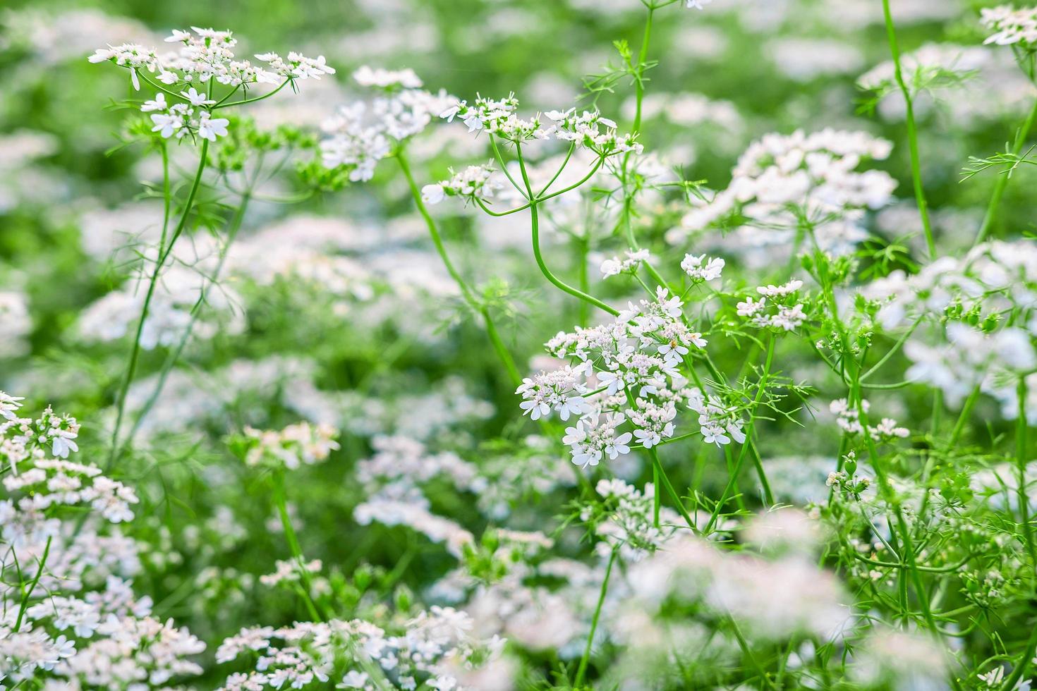 vitblommaträdgård med vitblommabakgrund foto