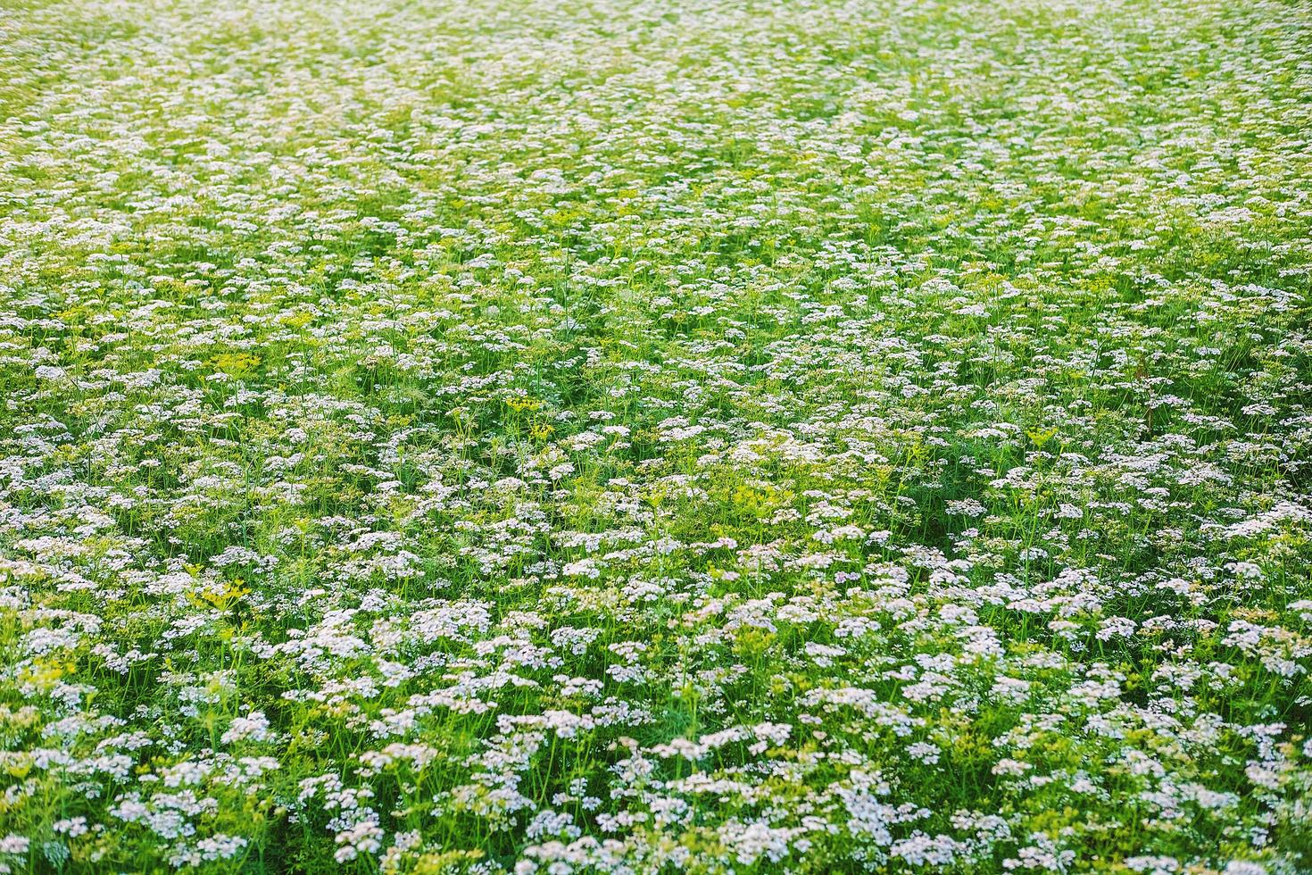 vitblommaträdgård med vitblommabakgrund foto