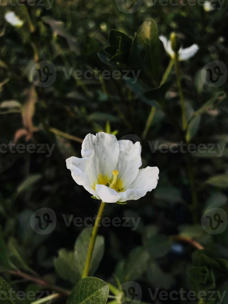 vild blomma bild för mobil tapet foto