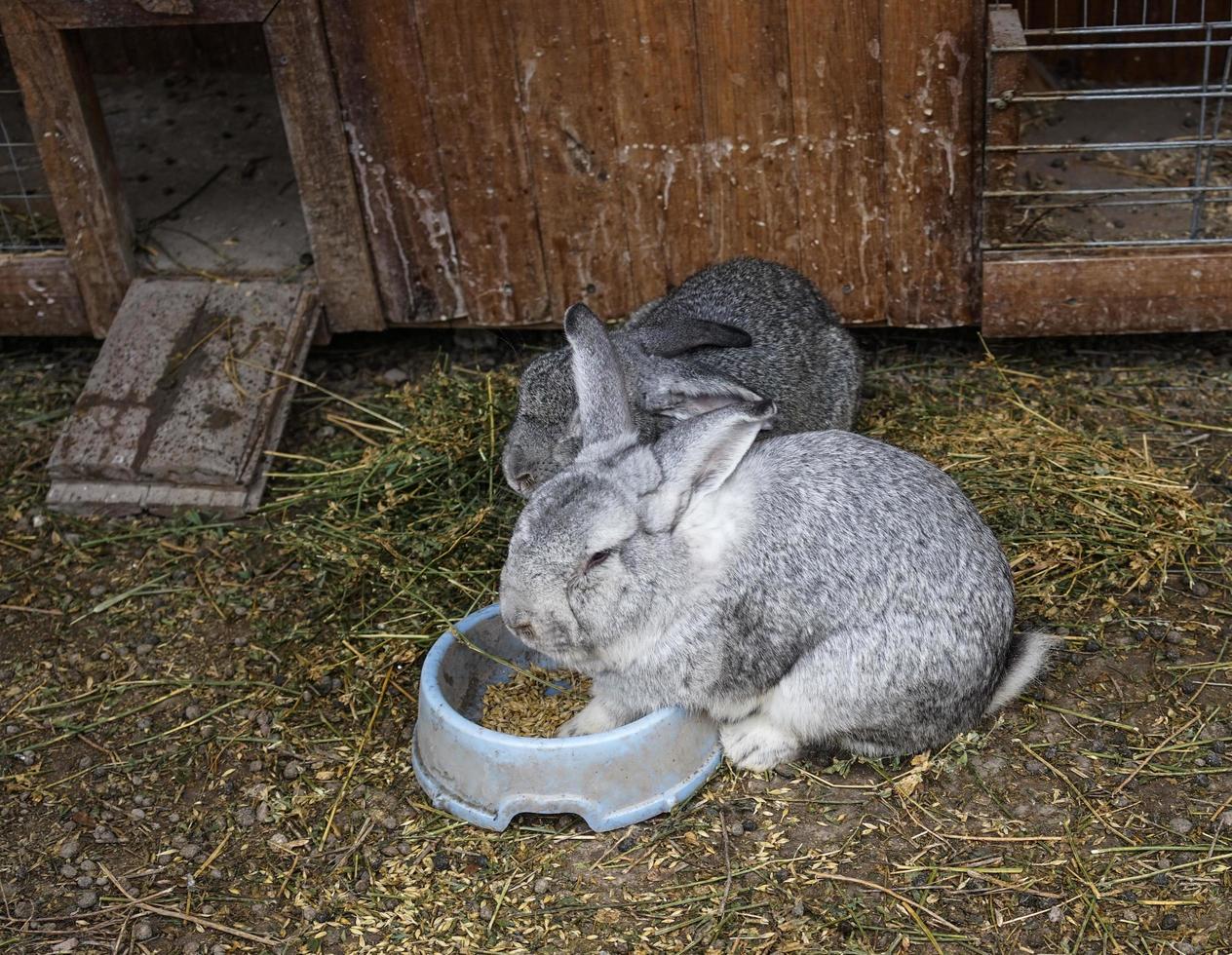 kanin gård med fluffiga kaniner på bakgrunden av stråströ foto