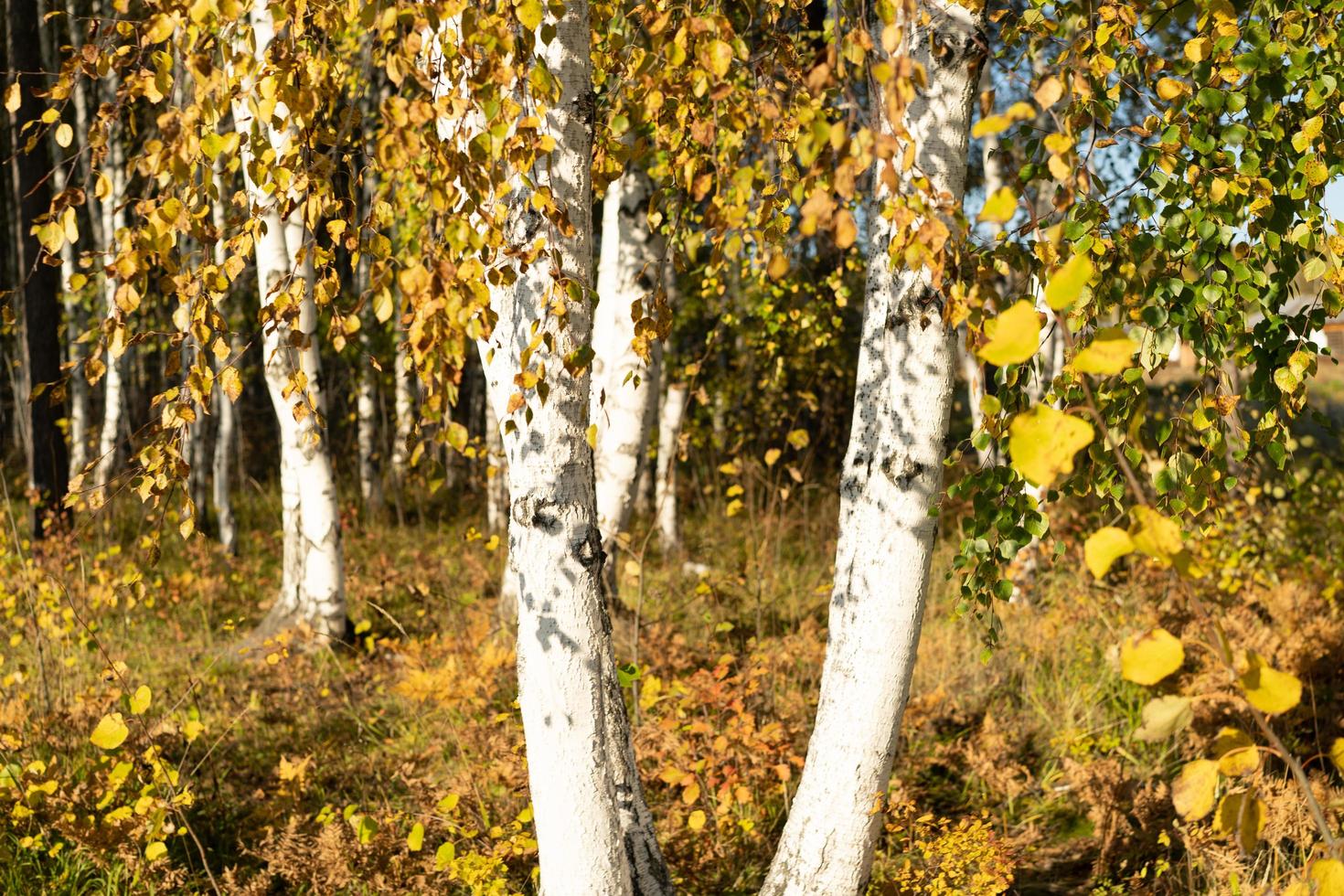 naturlig höstbakgrund med björkträd foto